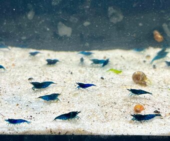 Krevetky (Caridina + Neocaridina)+rastlinky - 4