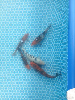 Koi kapre - 4