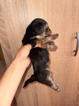 Morkie šteniatka čipované - 4
