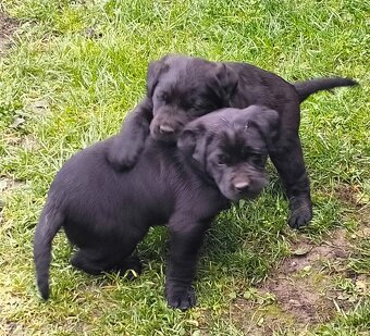 Ponuka šteniatok - 4