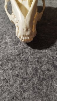 Predám lebku jazveca parožie, zhody, trofeje. - 4