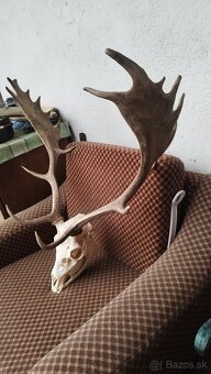 Predám trofej Daniela parožie zhody trofeje. - 4