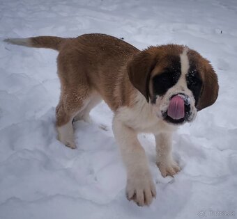 Bernardin kratkosrsty - 4