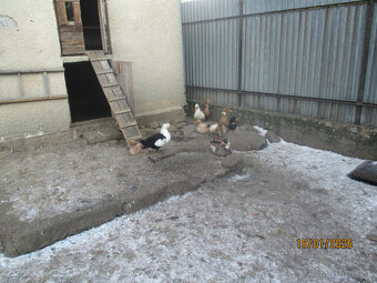 Predaj husí  a kačíc - 4