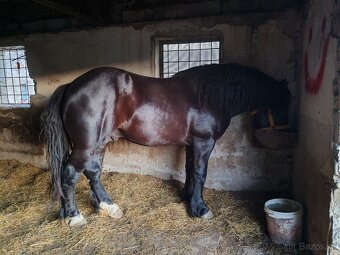 Predám Ťažného Žrebca - 4