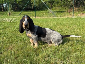 Basset s PP - 4