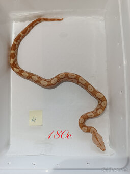 Predam Boa Constrictor - 4
