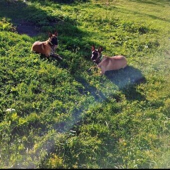Fenka Belgický ovčiak malinois bez PP - 4