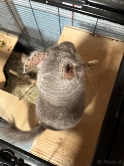 Činčila samček - 4