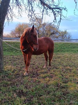 Rok a pol stará kobyla x Norik Muransky - 4