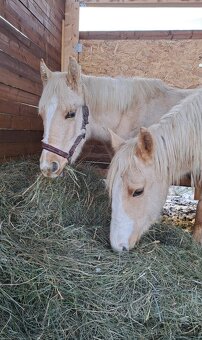 Roční qh hřebeček reining původ - 4