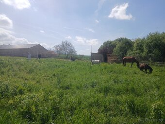 Ustajnenie koní - 4