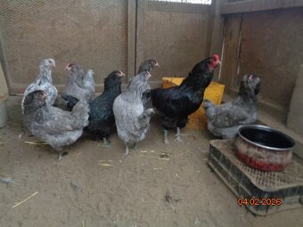 Ameraucana-násadové vajcia - 4