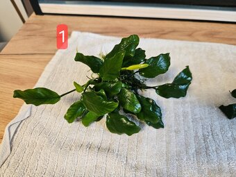 Razbora galaxy, anubias - 4