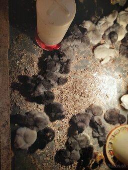 Predam kuriatka araucana - 4
