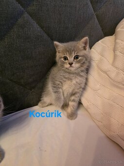 Škótske mačiatka - 4