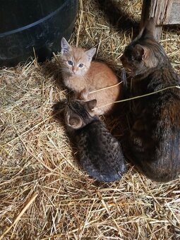 Darujem mačiatka - 4