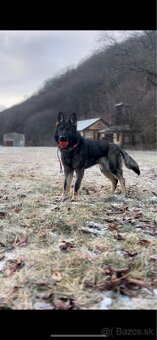 Nemecký ovčiak s PP - 4