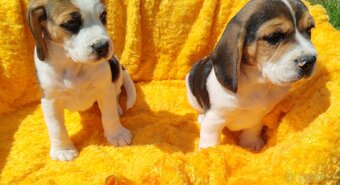 Krásne šteniatka Beagle (Bígl) - 4