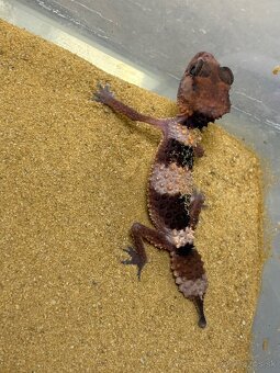 Nephrurus cinctus wheeleri - 4