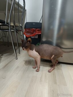 Don sphynx - 4