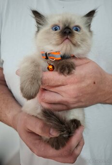 Ragdoll mačiatka - 4