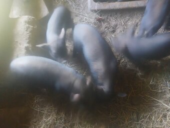 predáme vietnamské prasiatka. - 4