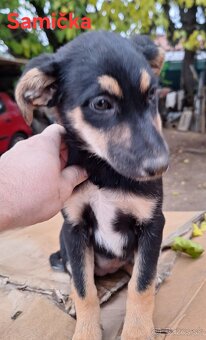 Darujem 10 mesačné šteniatka - 4