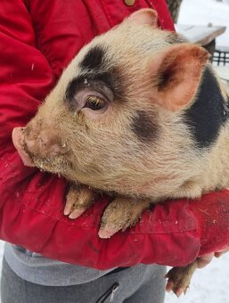 Gottingenské miniprasiatka - 4