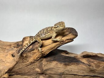 Predám agamy trpasličie ( Pogona Henrylawsoni ) - 4