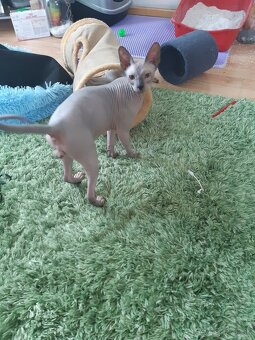 Don Sphynx Kocúrik - 4