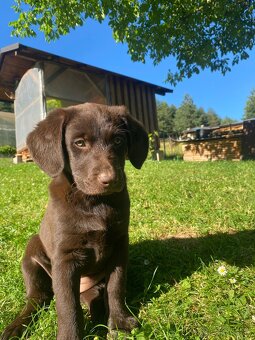 Hnedá fenka labradora - 4