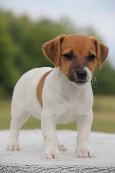 Jack Russel Terier - 4