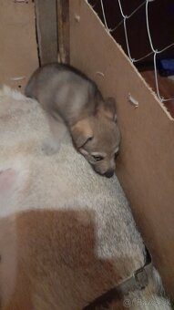 Československý Vlciak - 4