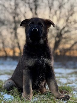 Nemecký ovčiak - 4