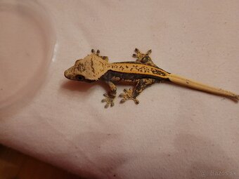 Pagekon riasnaty - 4