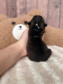 Kavalír king charles španěl s PP - 4