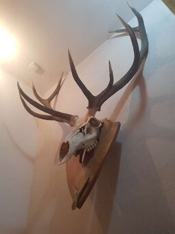 Predám jelenie parohy - 4