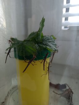 Pakobylky rožkaté a strašilky Sangaya - 4