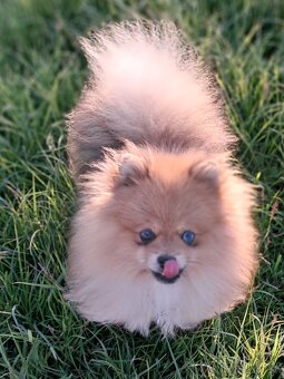 Pomeranian - 4