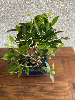 Fikus Ficus Retusa bonsaj3 - 4