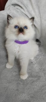 Predám Ragdoll - 4
