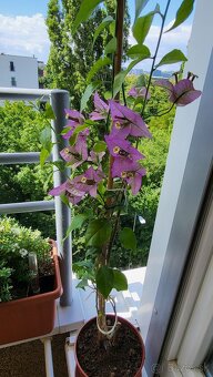 Bugenvilea (Bougainvillea) - 4