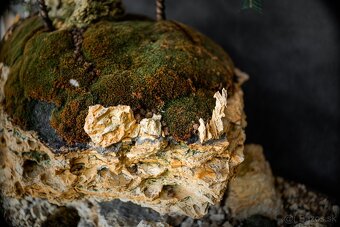 Bonsai Krajinka v miske 78x38cm, prírodný kameň - 4
