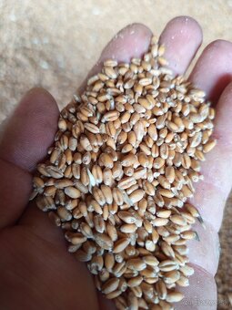 Predám pšenicu, jačmeň - 4