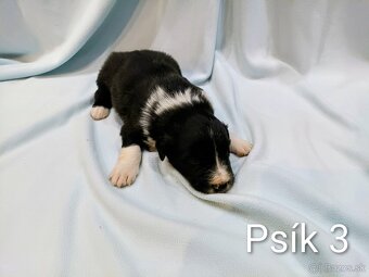 Border kolia - steniatka - 4