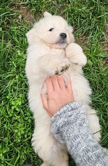 Slovenský čuvač - šteniatka - 4