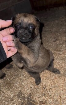 Belgický ovčiak - Malinois - 4