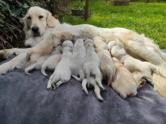 Zlatý Retriever - 4