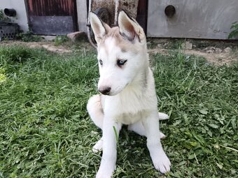 Sibírsky husky - 4